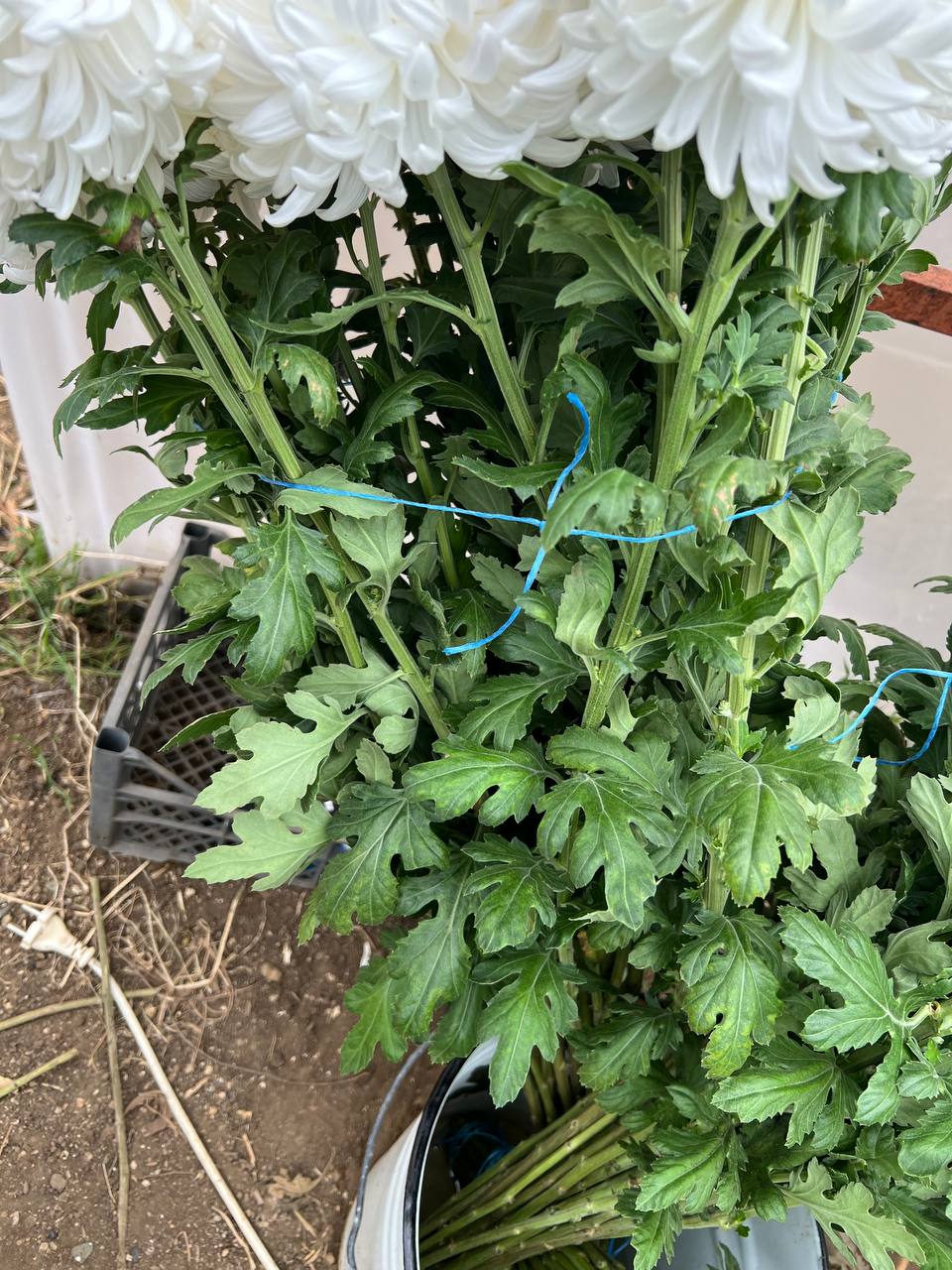 Букет из хризантем Рибонет - Хобби и отдых в Симферополь